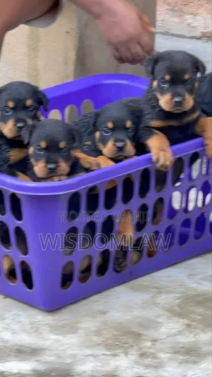 1-3 months Female Purebred Rottweiler