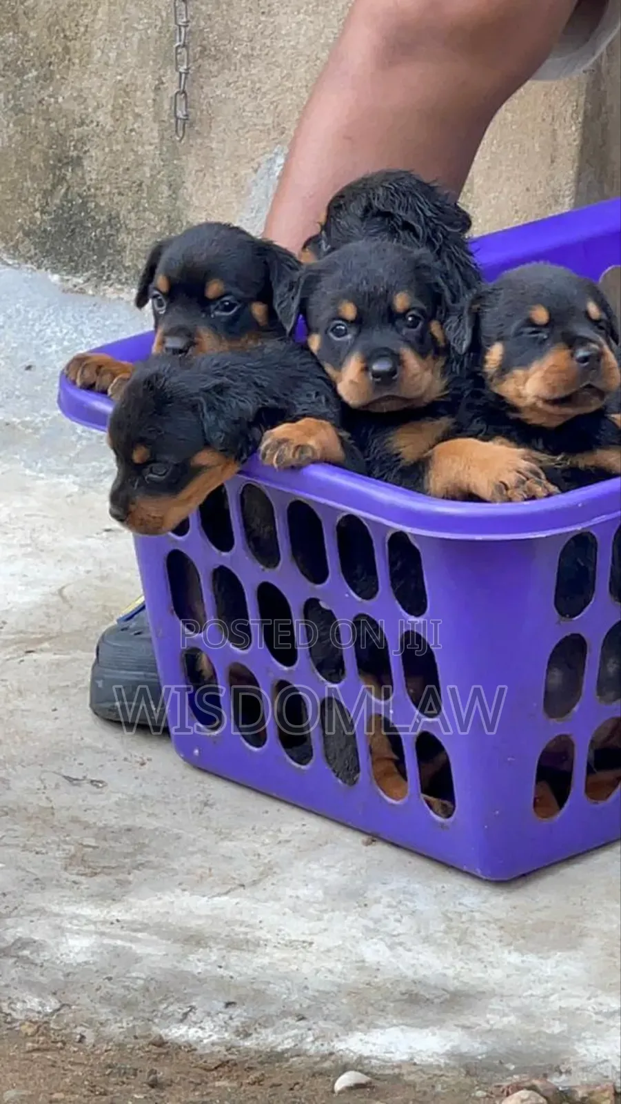 1-3 months Male Purebred Rottweiler