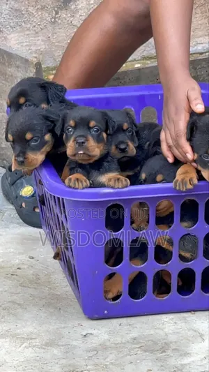 1-3 months Female Purebred Rottweiler