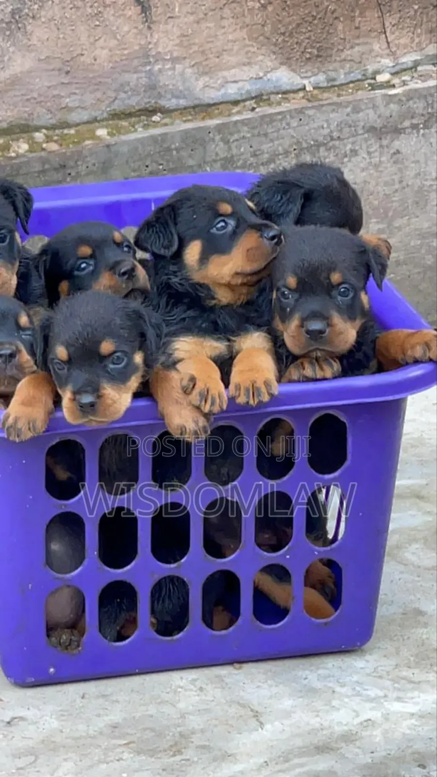 1-3 months Female Purebred Rottweiler