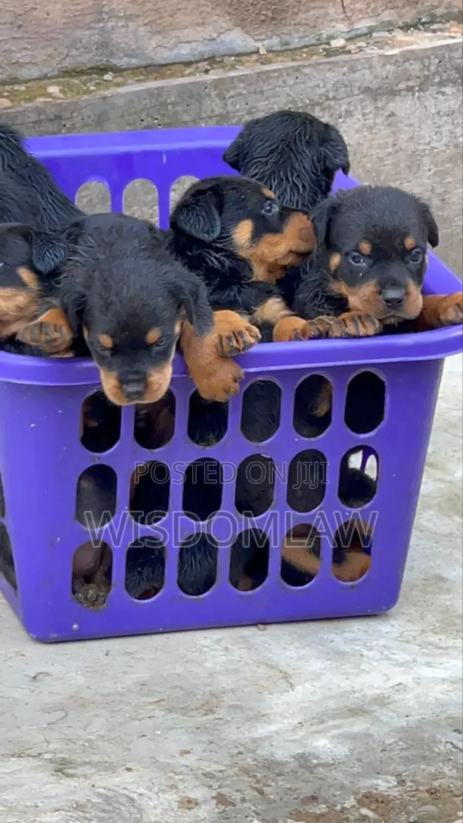 1-3 months Male Purebred Rottweiler
