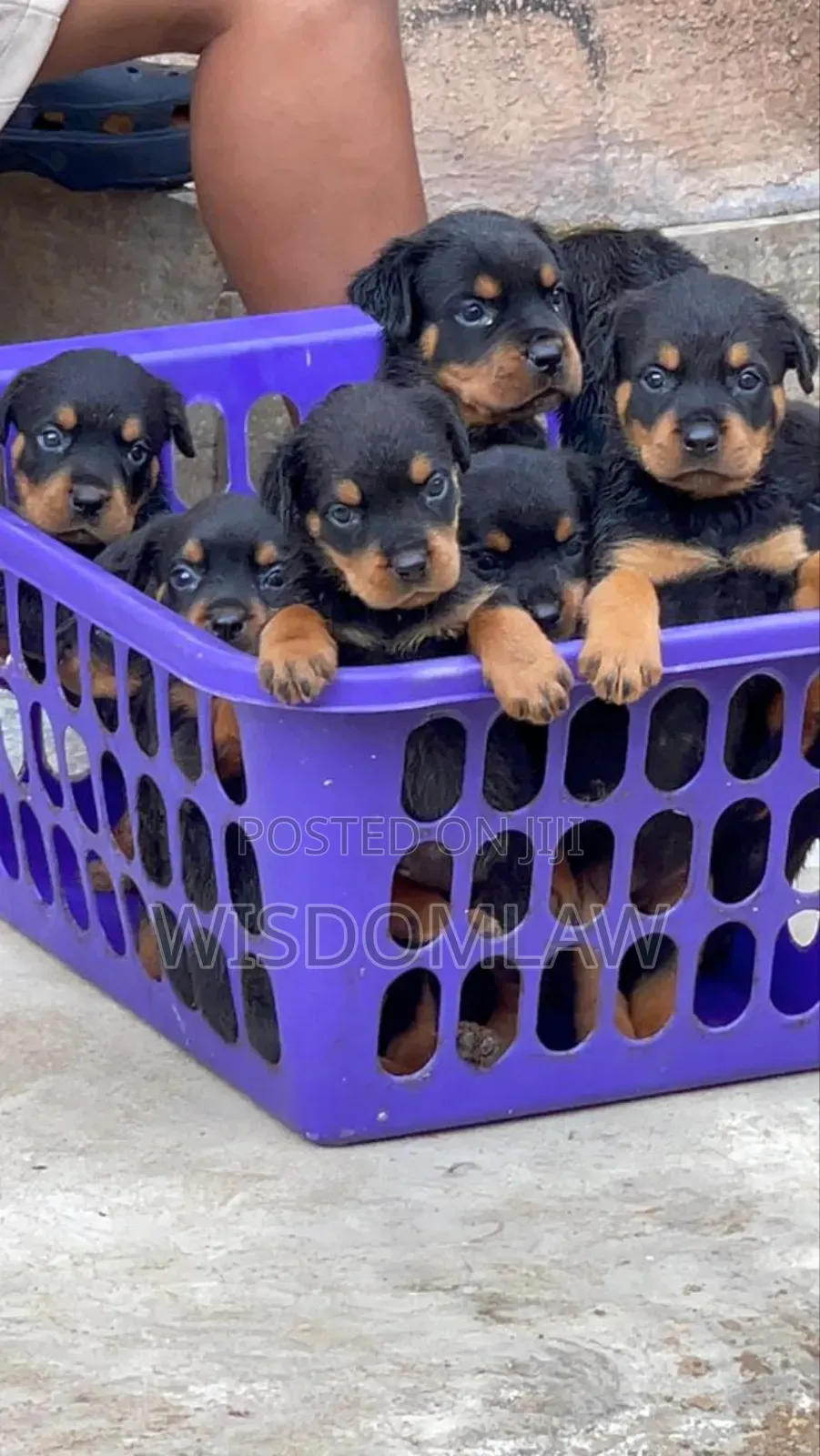 1-3 months Male Purebred Rottweiler