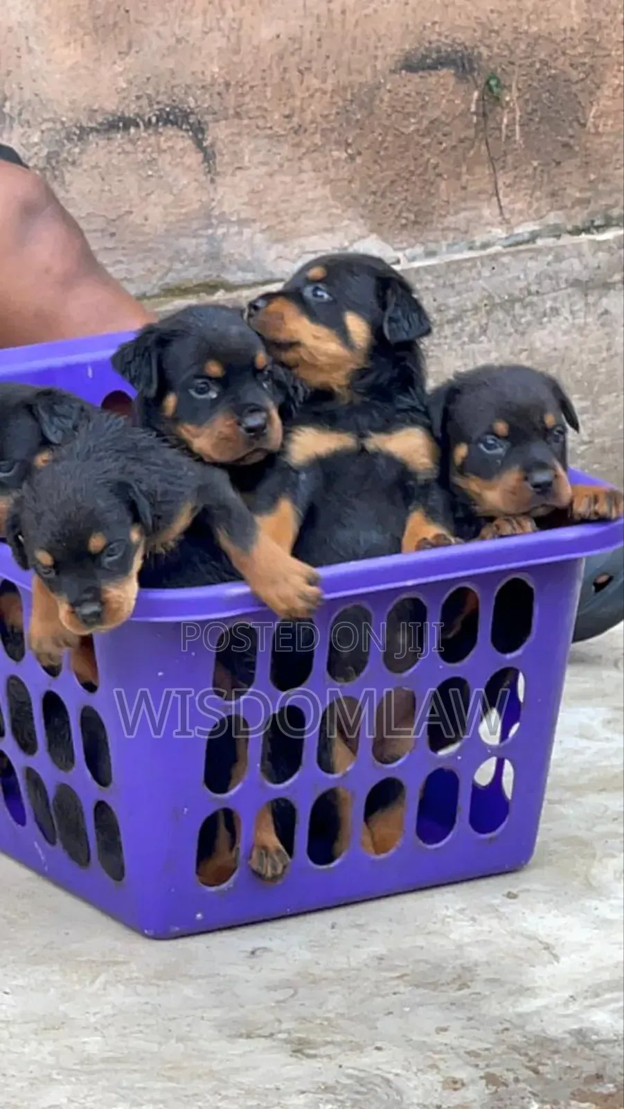 1-3 months Female Purebred Rottweiler