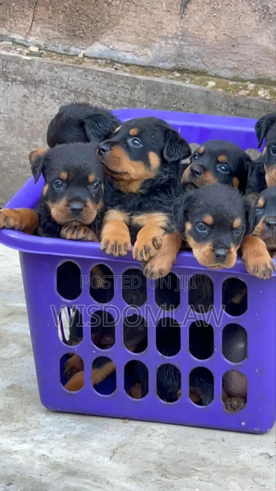 1-3 months Male Purebred Rottweiler