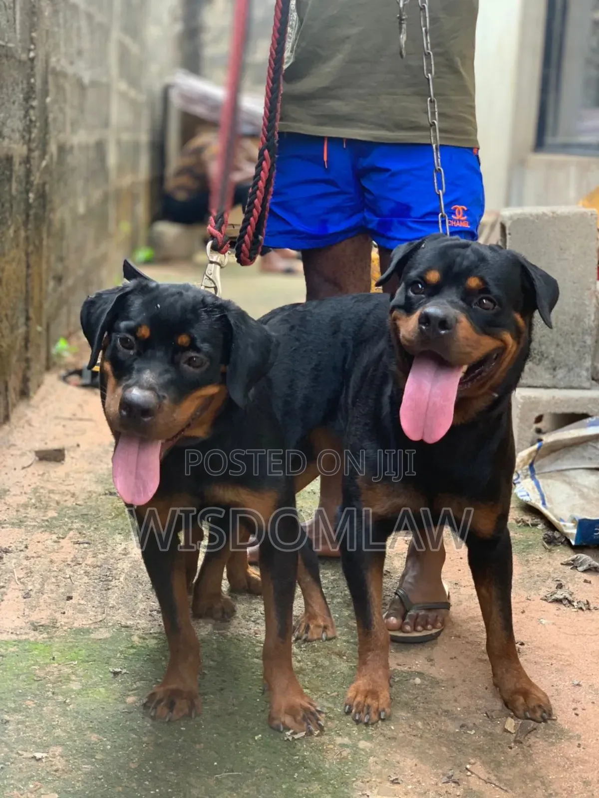 1-3 months Male Purebred Rottweiler