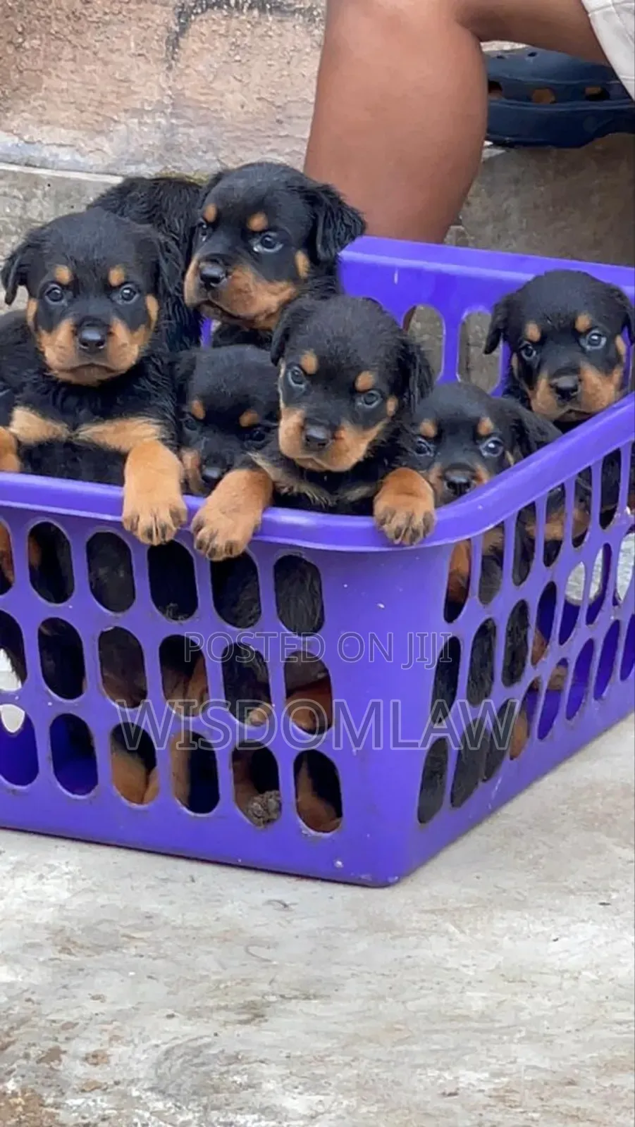 1-3 months Male Purebred Rottweiler