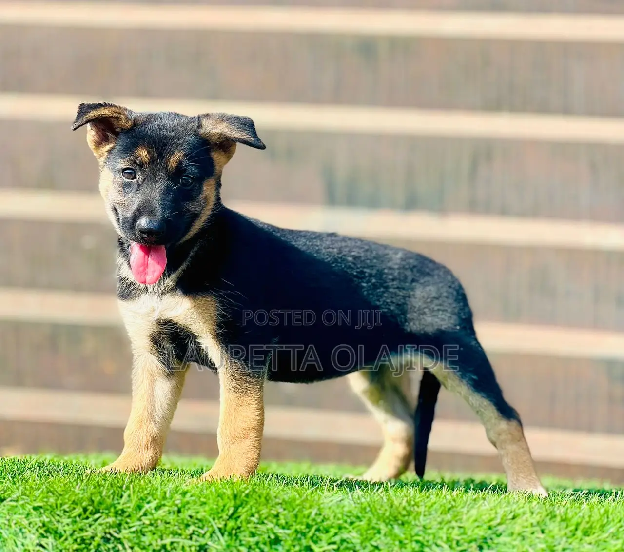 1-3 months Male Purebred German Shepherd