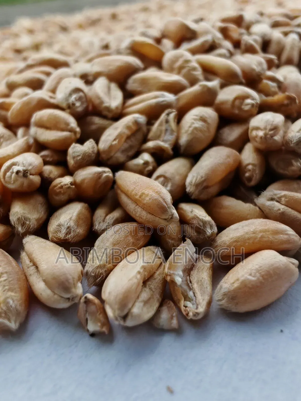 Large Quantity of Wheat and Flour for Sale