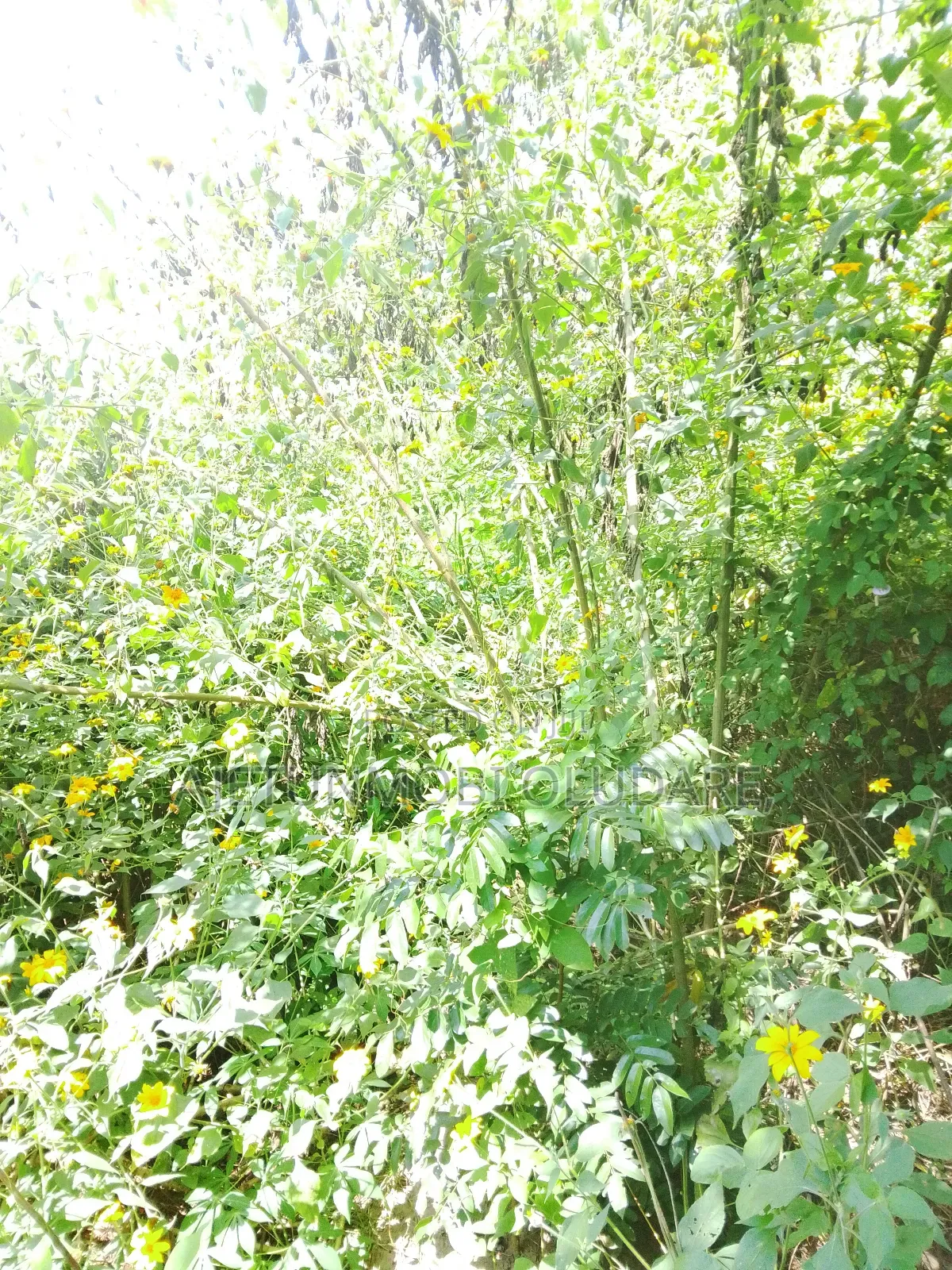 50 Hectares of Farm Land at Igbemo Ekiti