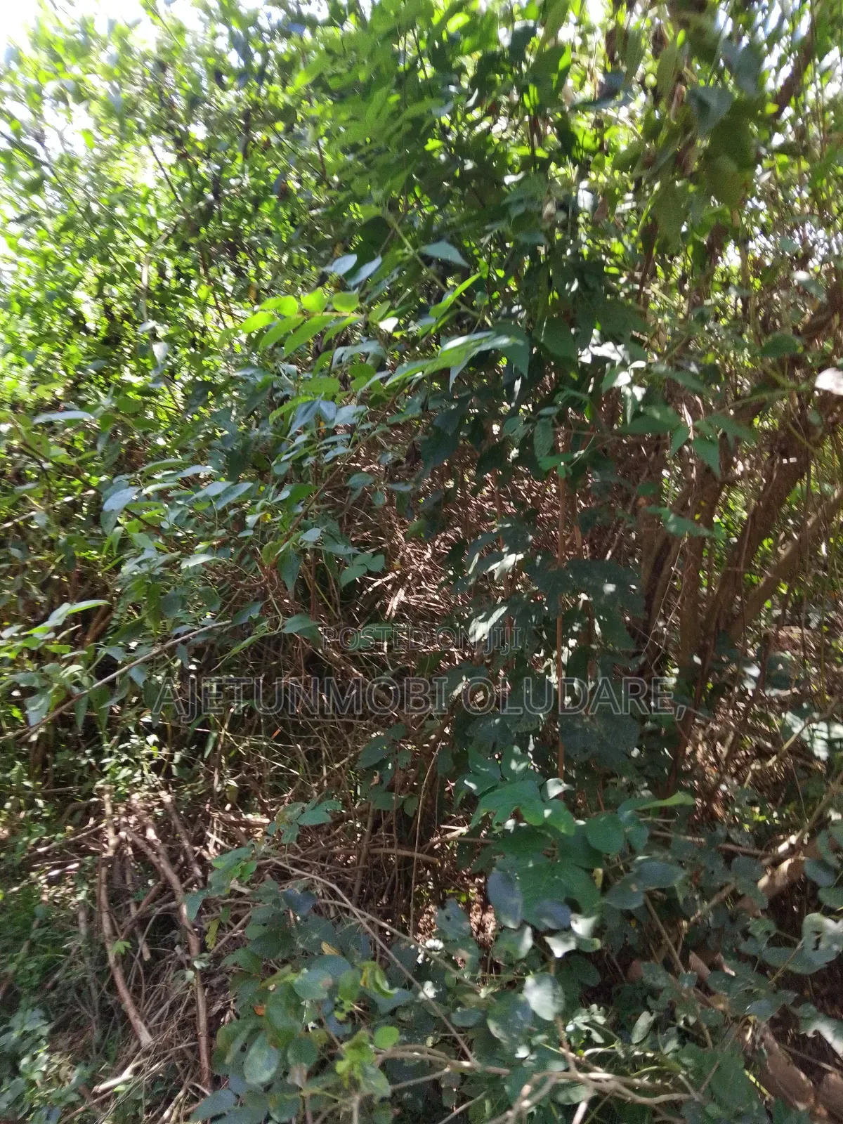 50 Hectares of Farm Land at Igbemo Ekiti