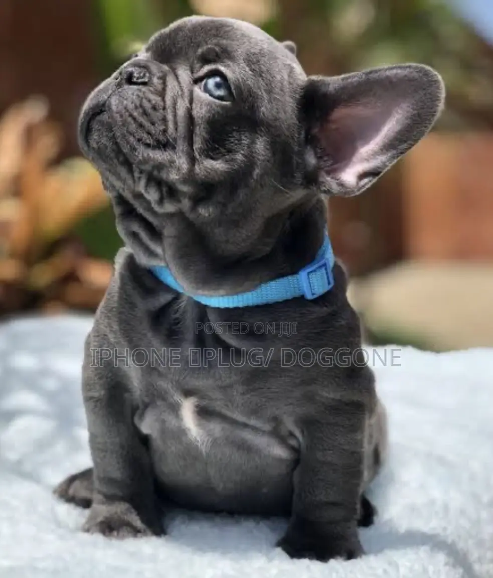 1-3 months Female Purebred French Bulldog