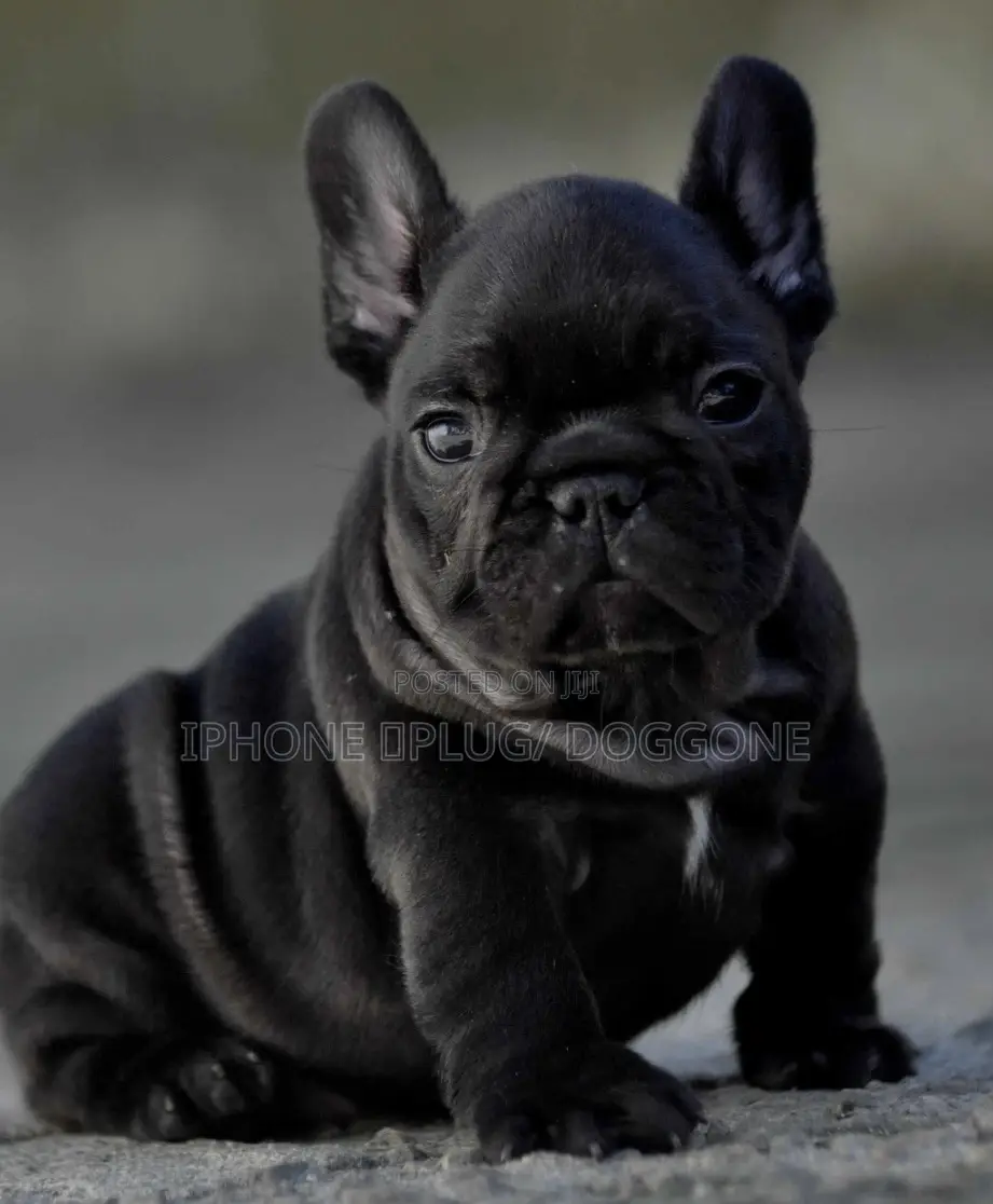 1-3 months Female Purebred French Bulldog