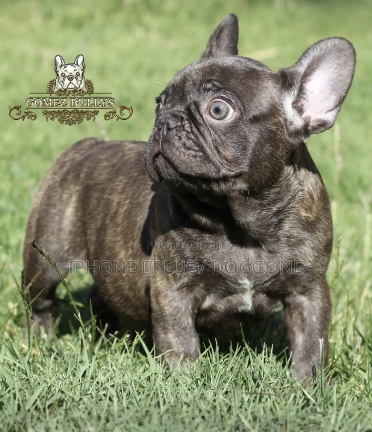 1-3 months Female Purebred French Bulldog