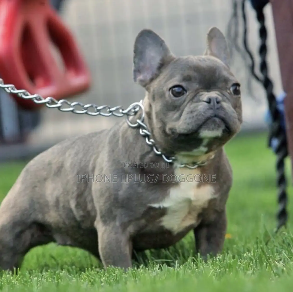 1-3 months Female Purebred French Bulldog