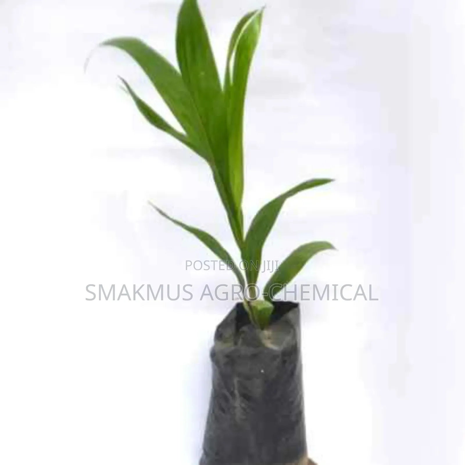 Hybrid Oil Palm Seedlings