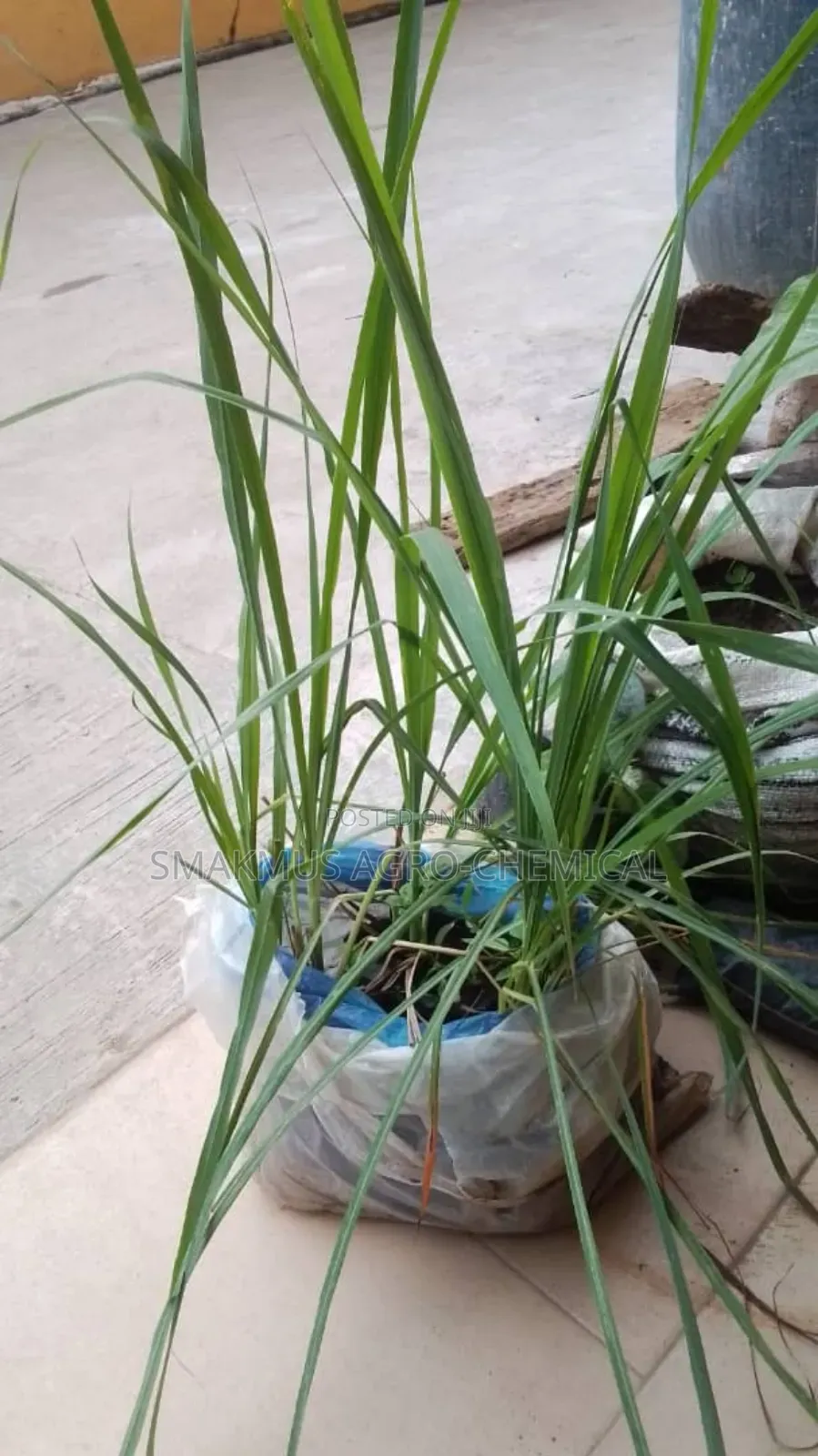 Hybrid Oil Palm Seedlings