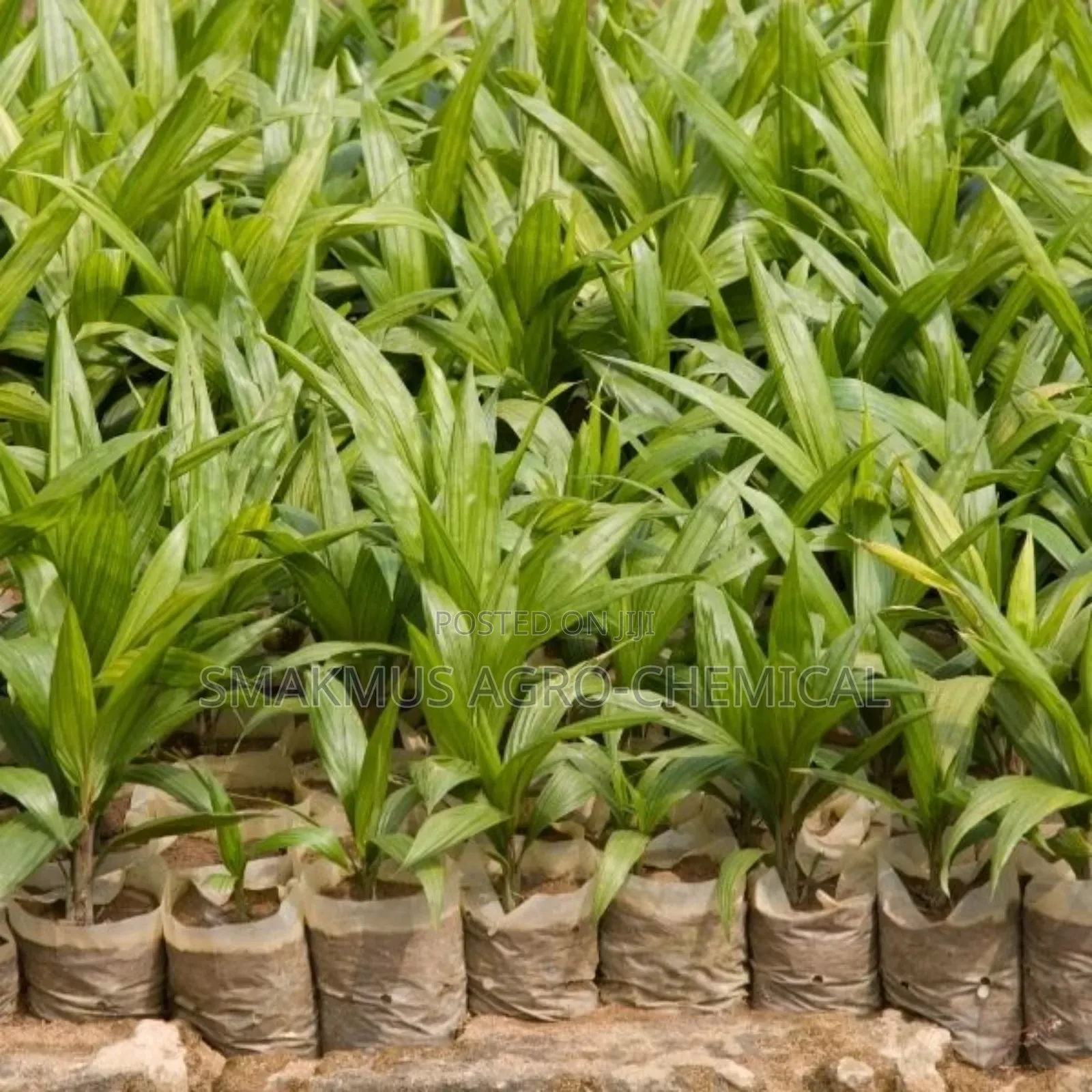 Hybrid Oil Palm Seedlings