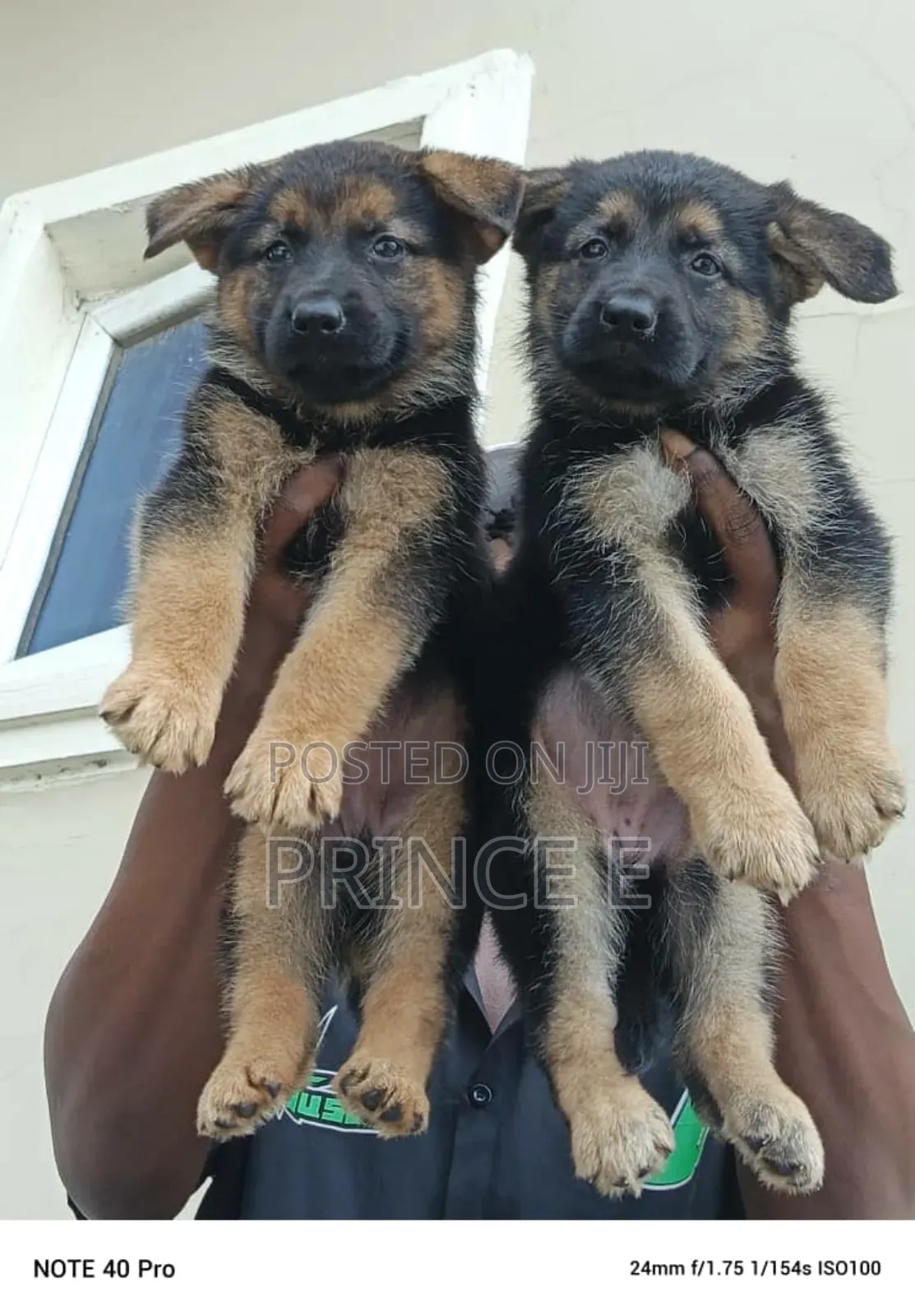 1-3 months Female Purebred German Shepherd