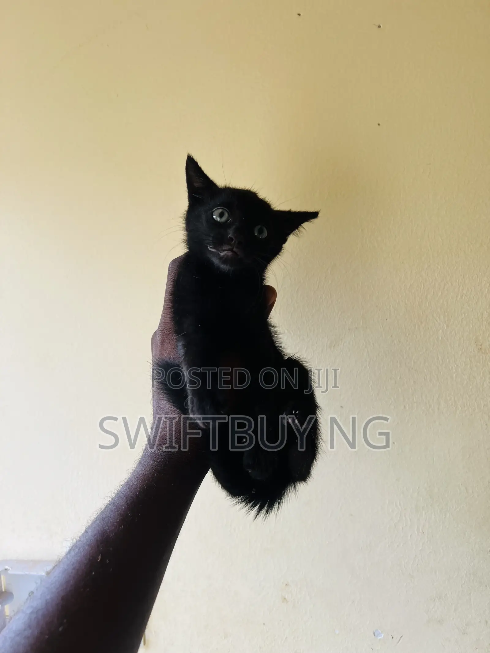 1-3 months Male Purebred Bombay