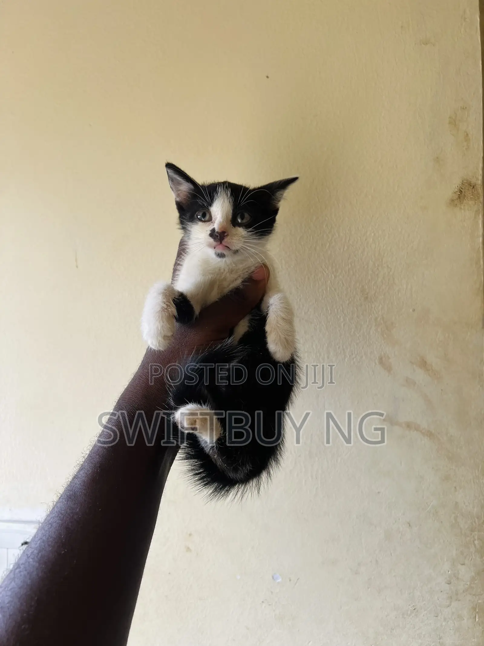 1-3 months Male Purebred Bombay