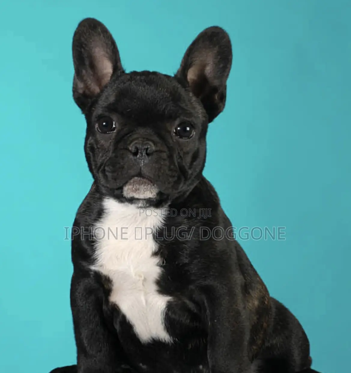 1-3 months Male Purebred French Bulldog