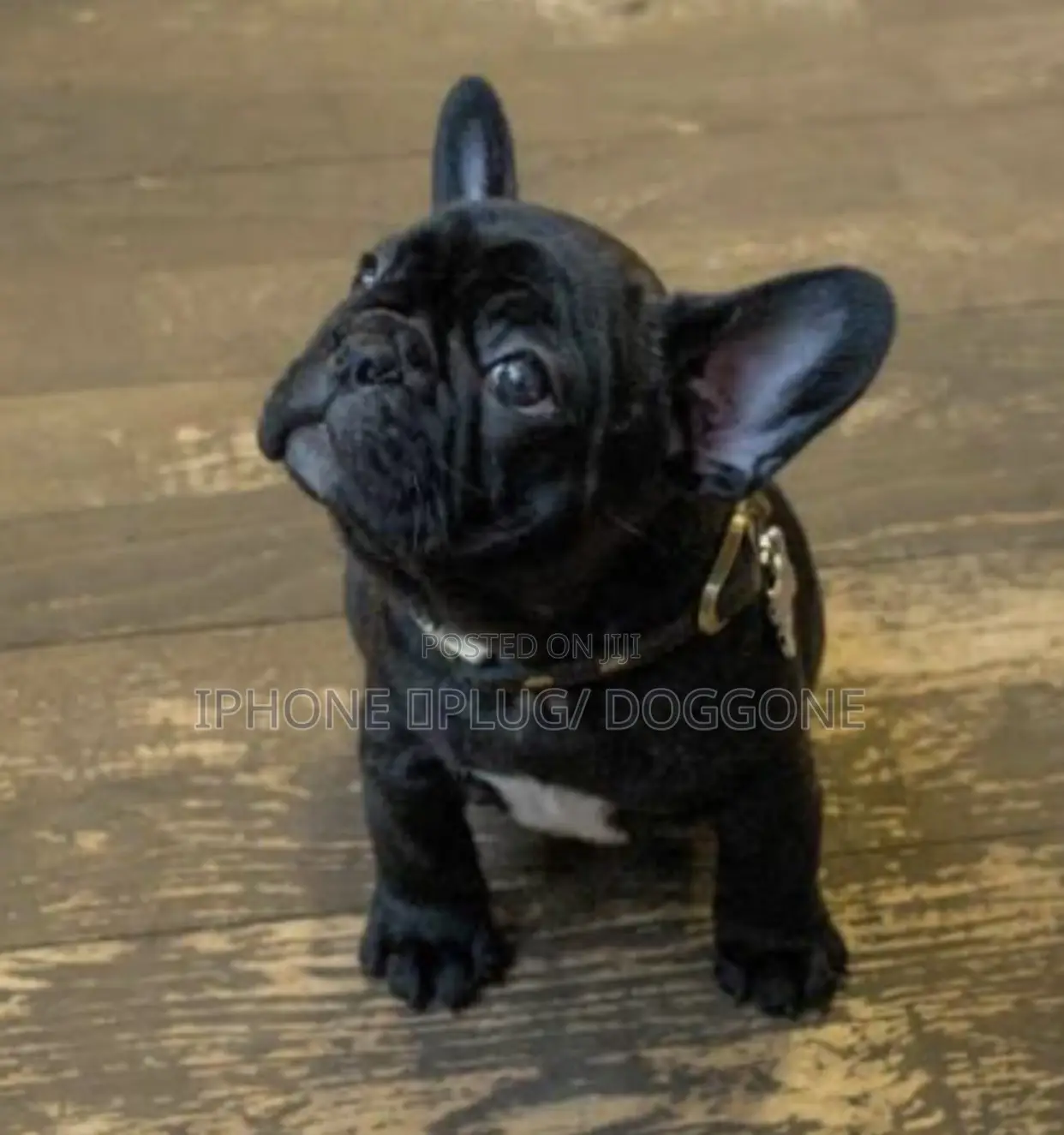 1-3 months Male Purebred French Bulldog