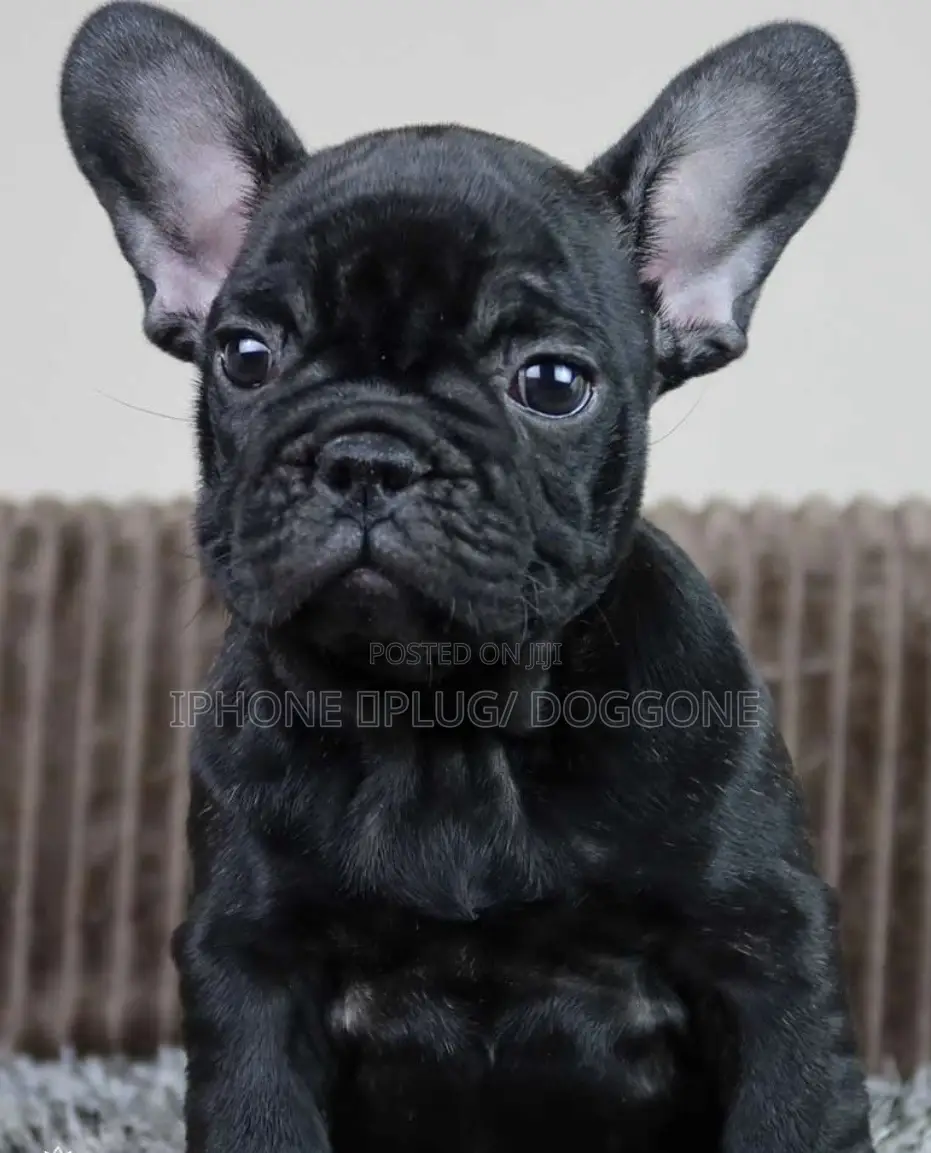 1-3 months Male Purebred French Bulldog