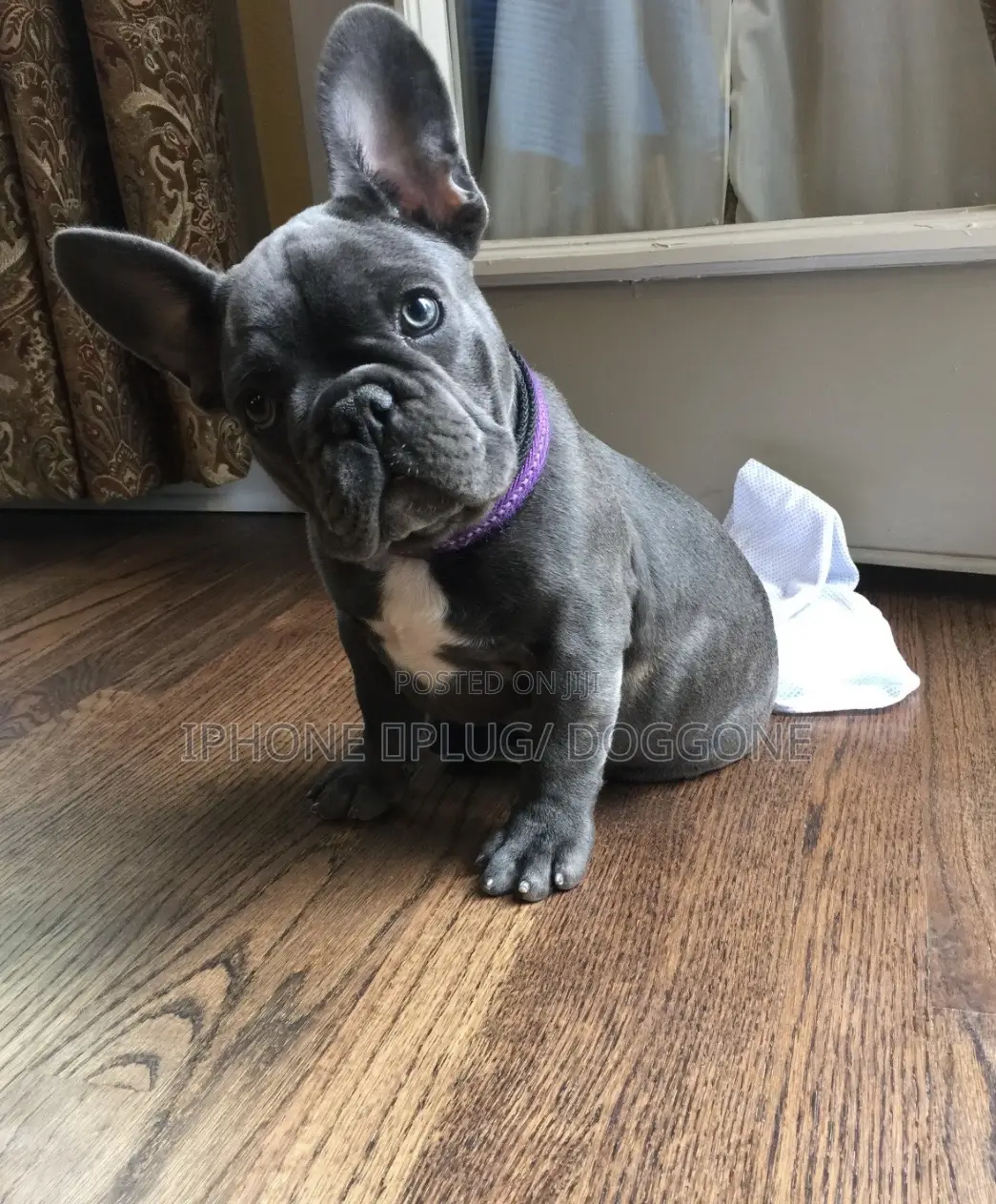 1-3 months Male Purebred French Bulldog