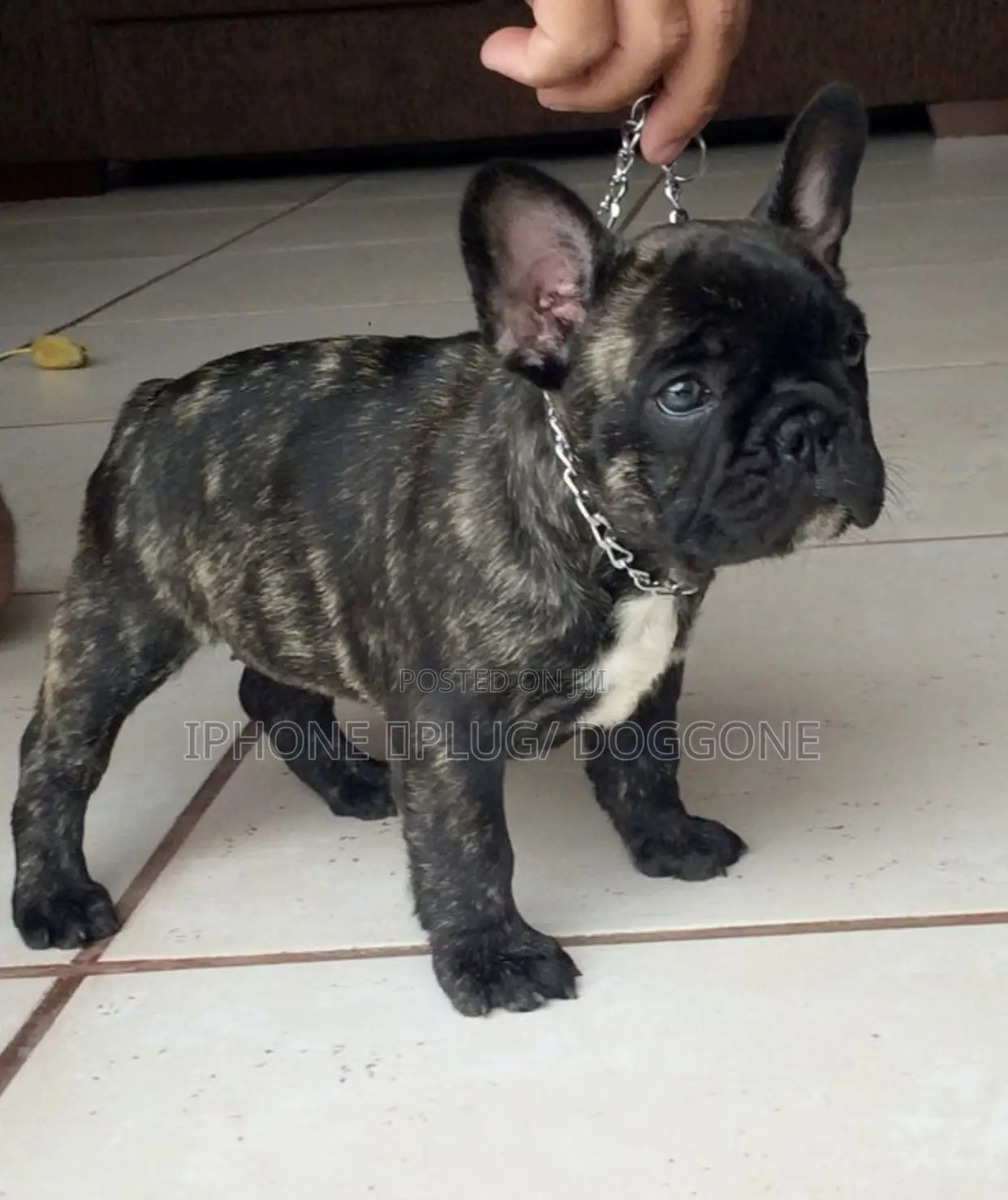 1-3 months Male Purebred French Bulldog