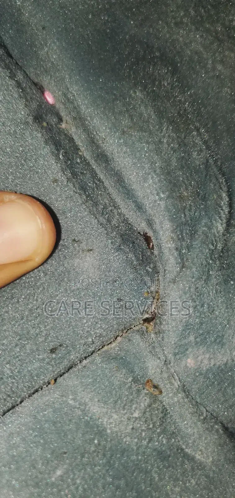 Bedbugs Elimination