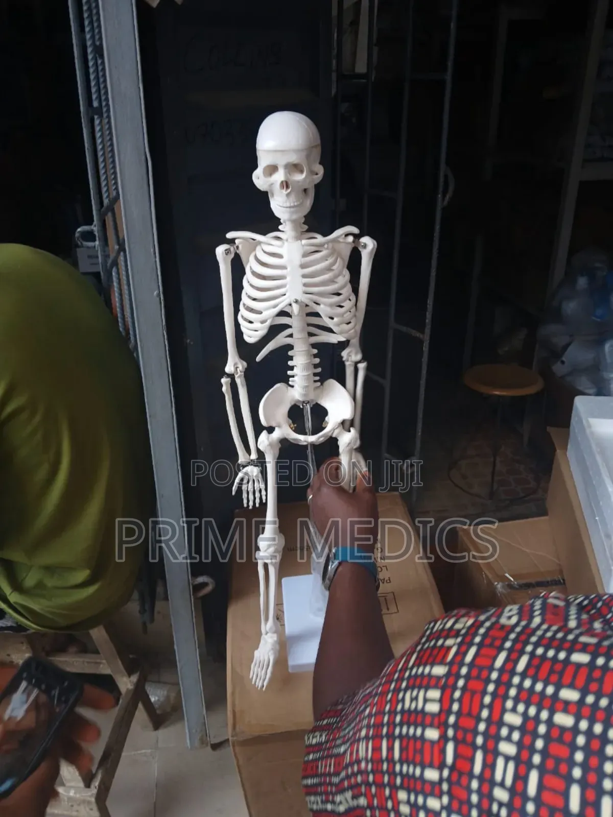 Medium Skeleton