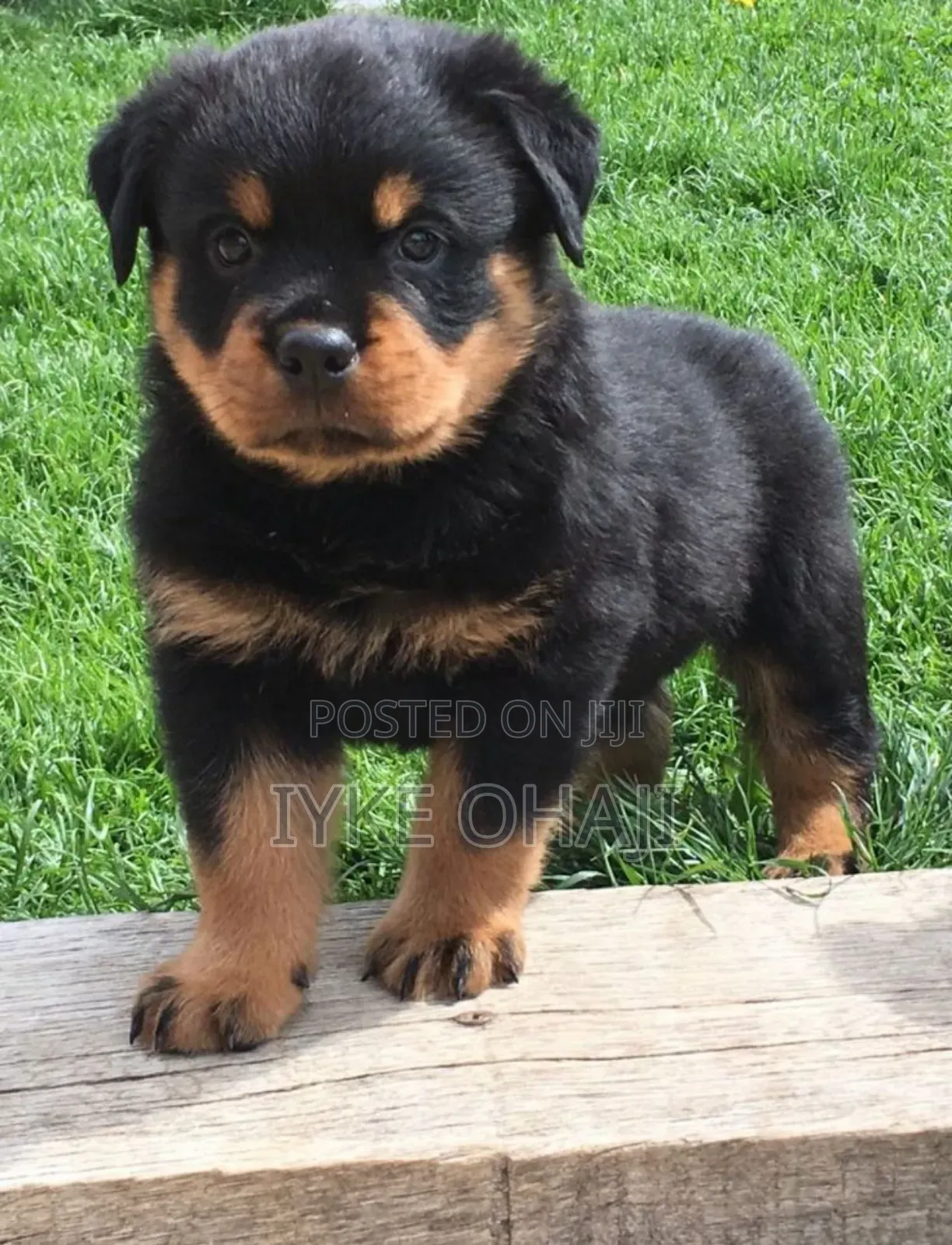1-3 months Male Purebred Rottweiler
