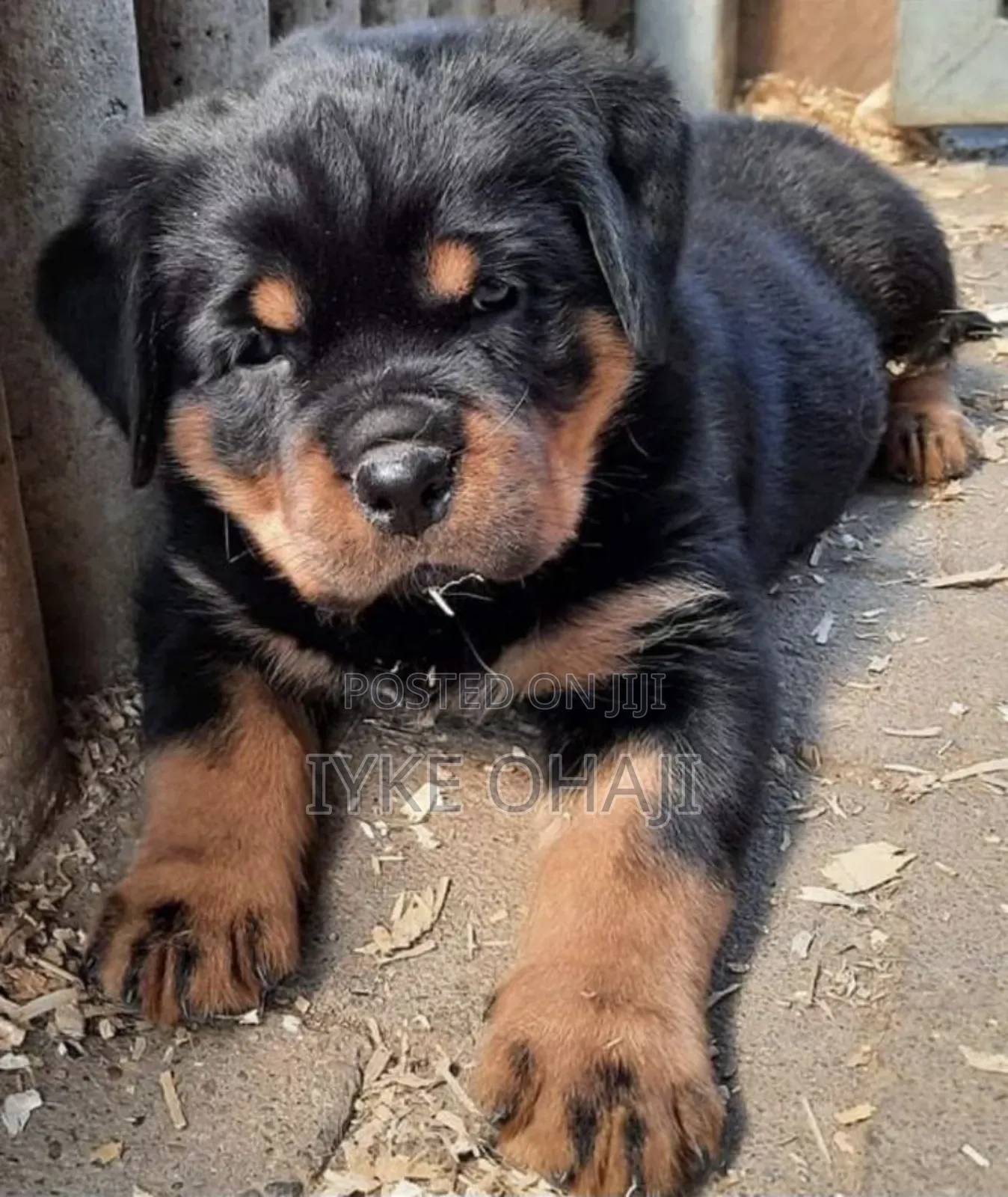 1-3 months Male Purebred Rottweiler