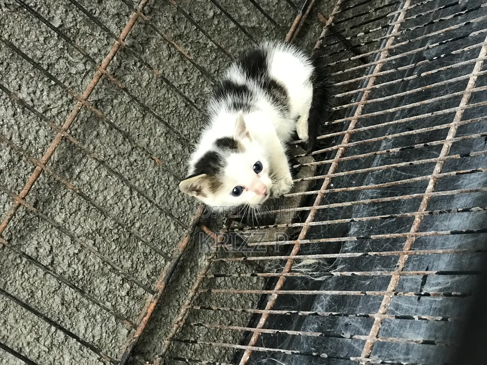 0-1 month Male Purebred Exotic