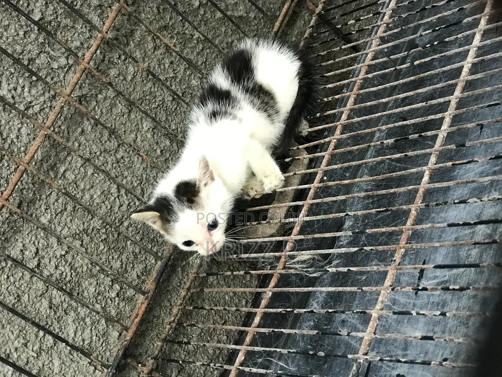 0-1 month Male Purebred Exotic