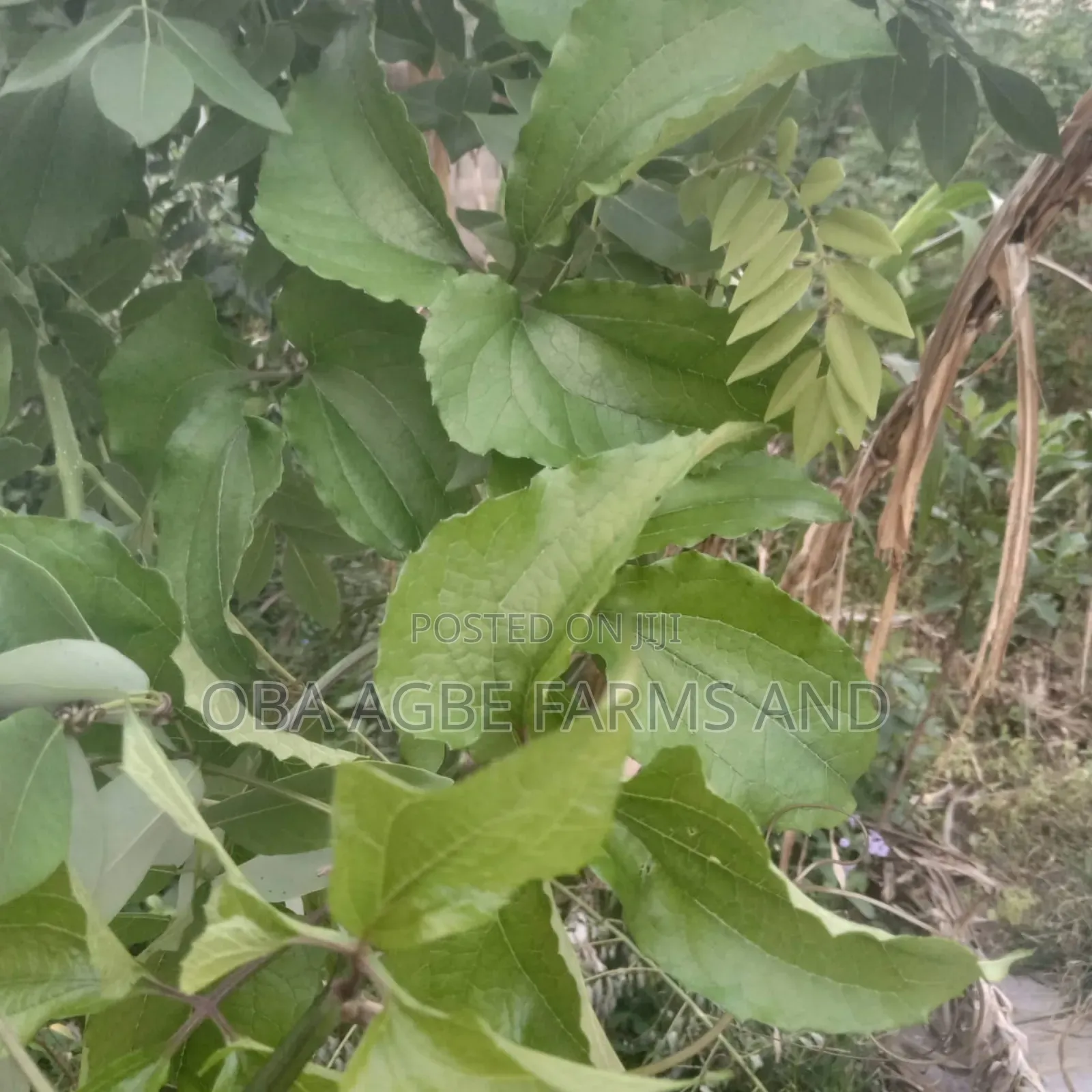 Ugwu Seeds (Fluted Pumpkin)