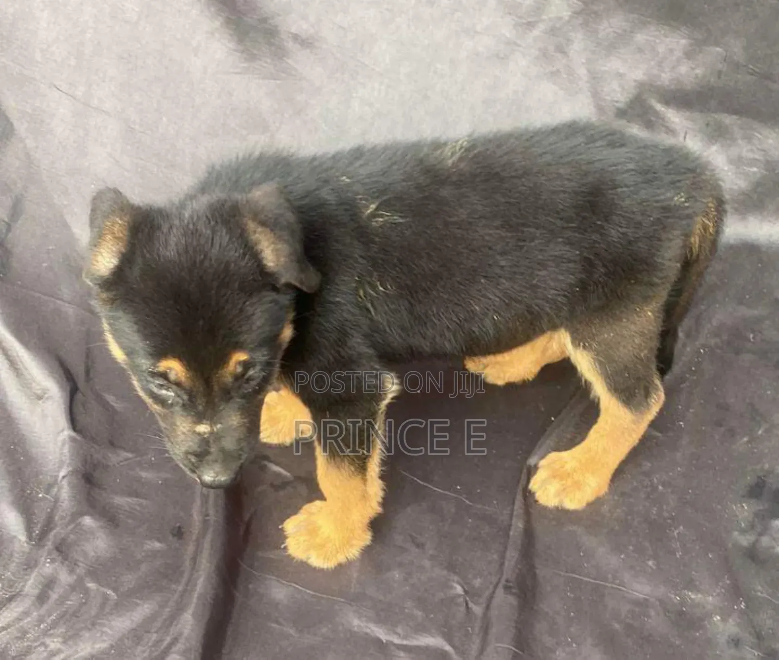 1-3 months Male Purebred German Shepherd