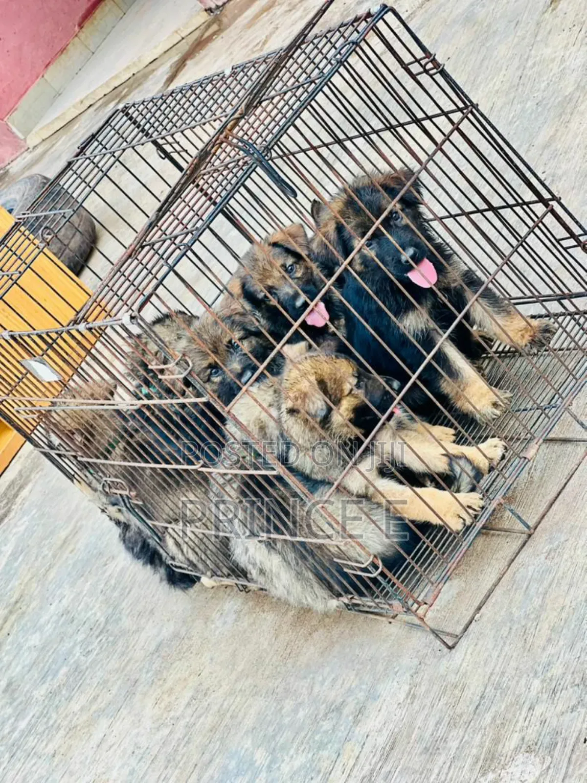 1-3 months Male Purebred German Shepherd