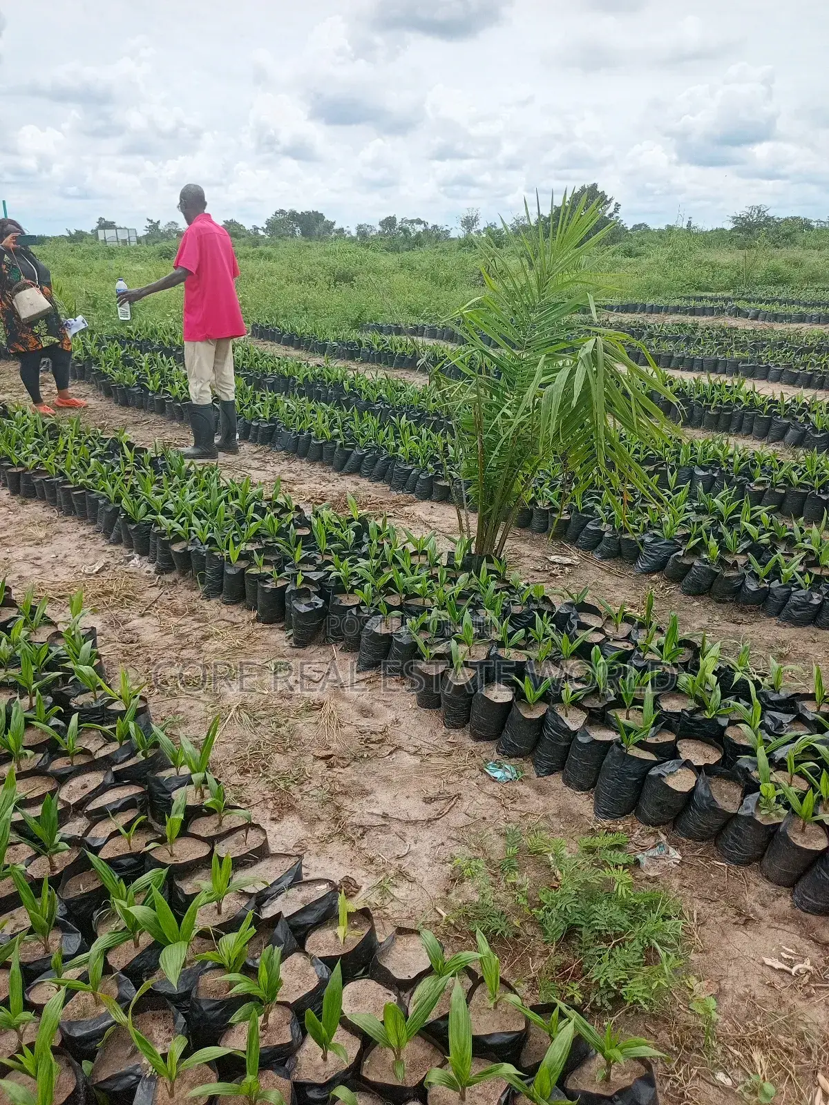 Invest in Palm Trees, Cocoa, Plantains Farming and Animals