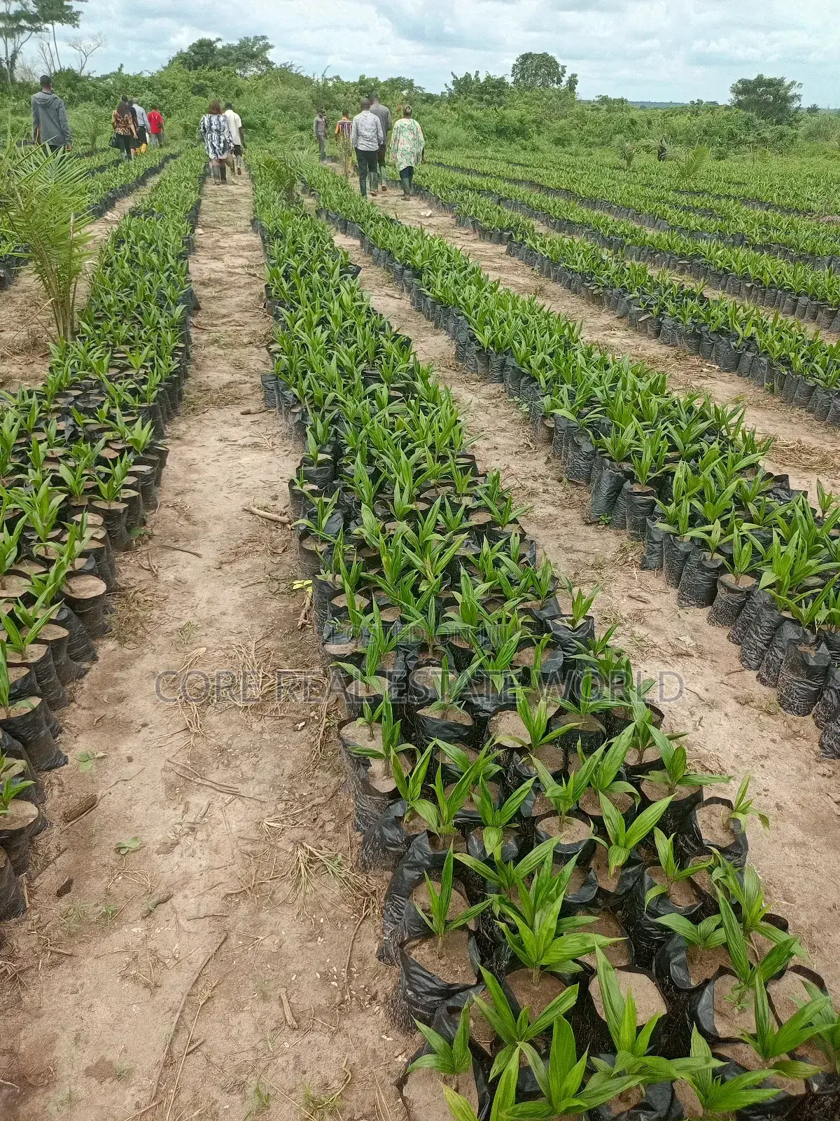 Invest in Palm Trees, Cocoa, Plantains Farming and Animals