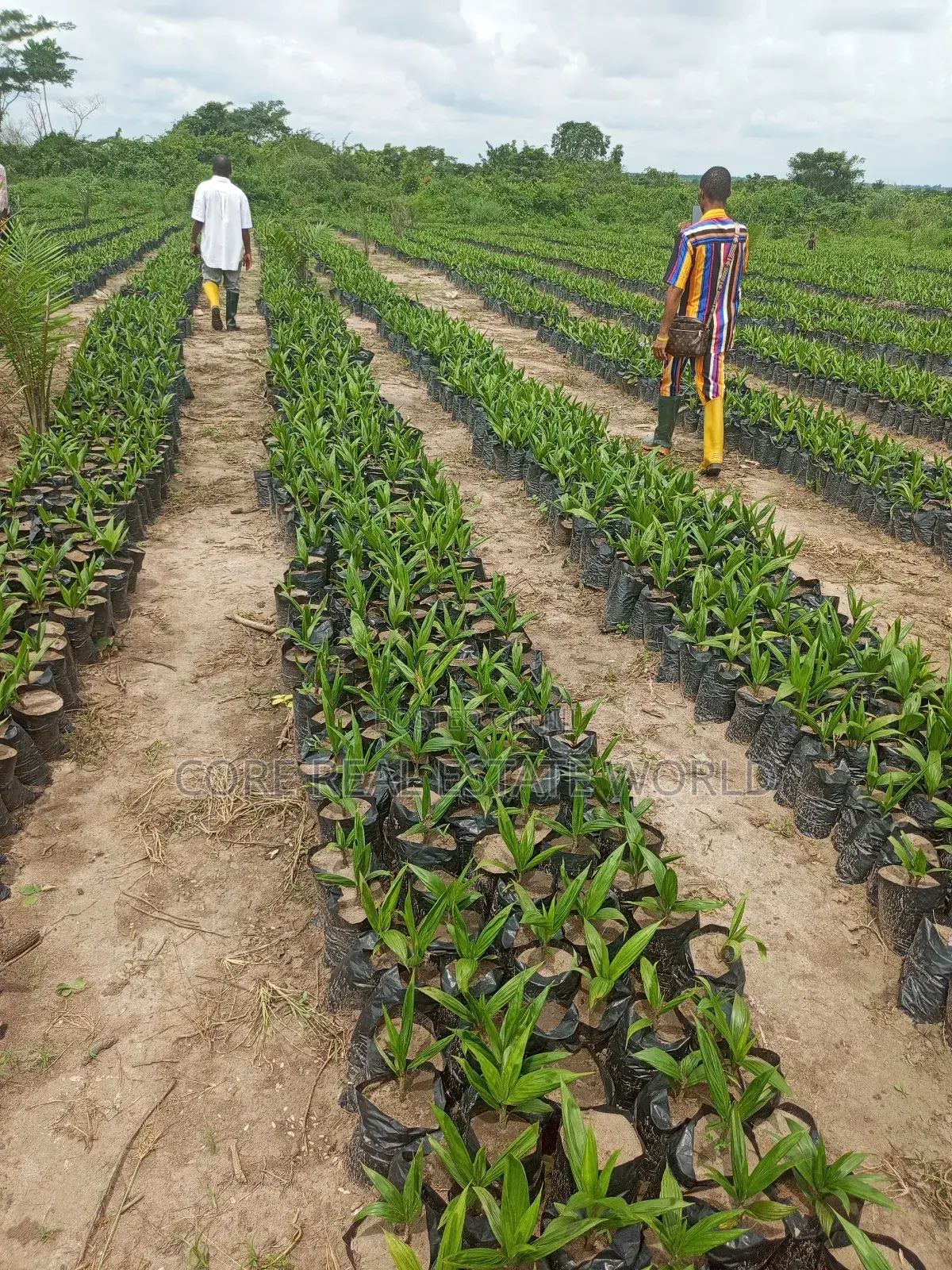 Invest in Palm Trees, Cocoa, Plantains Farming and Animals