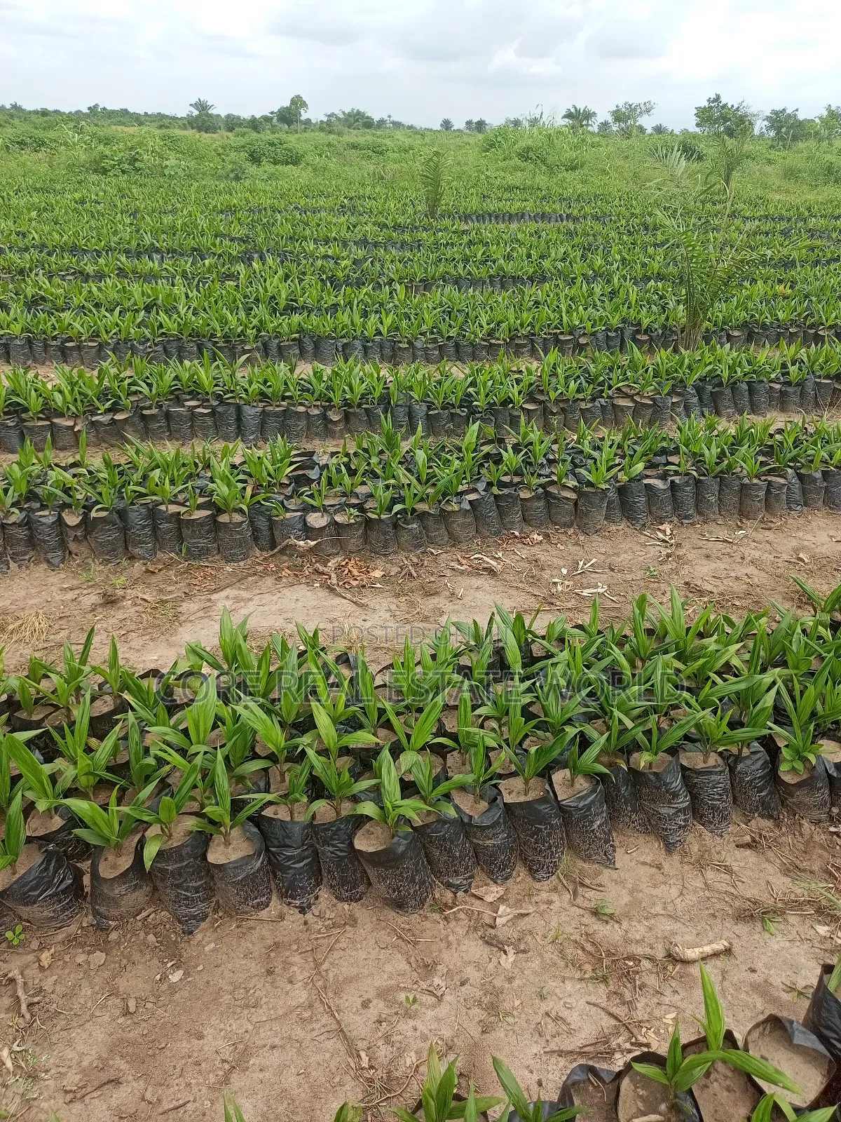 Invest in Palm Trees, Cocoa, Plantains Farming and Animals