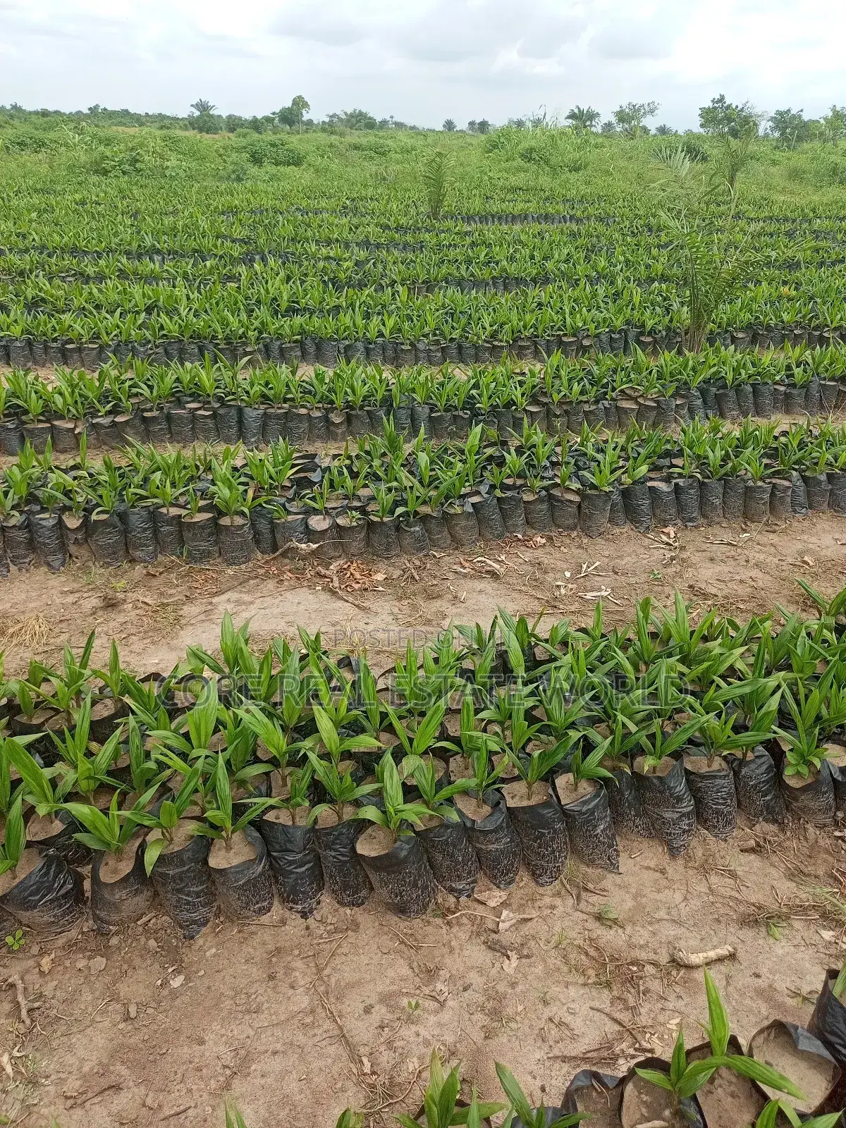 Invest in Palm Trees, Cocoa, Plantains Farming and Animals