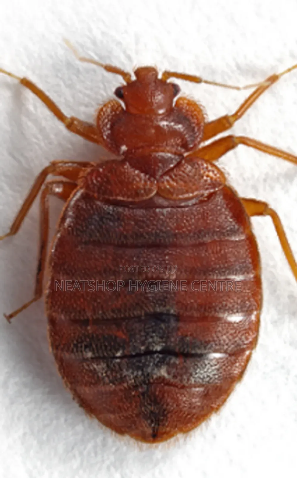 Bedbug Control and Fumigation Cleaning Services in Lagos State