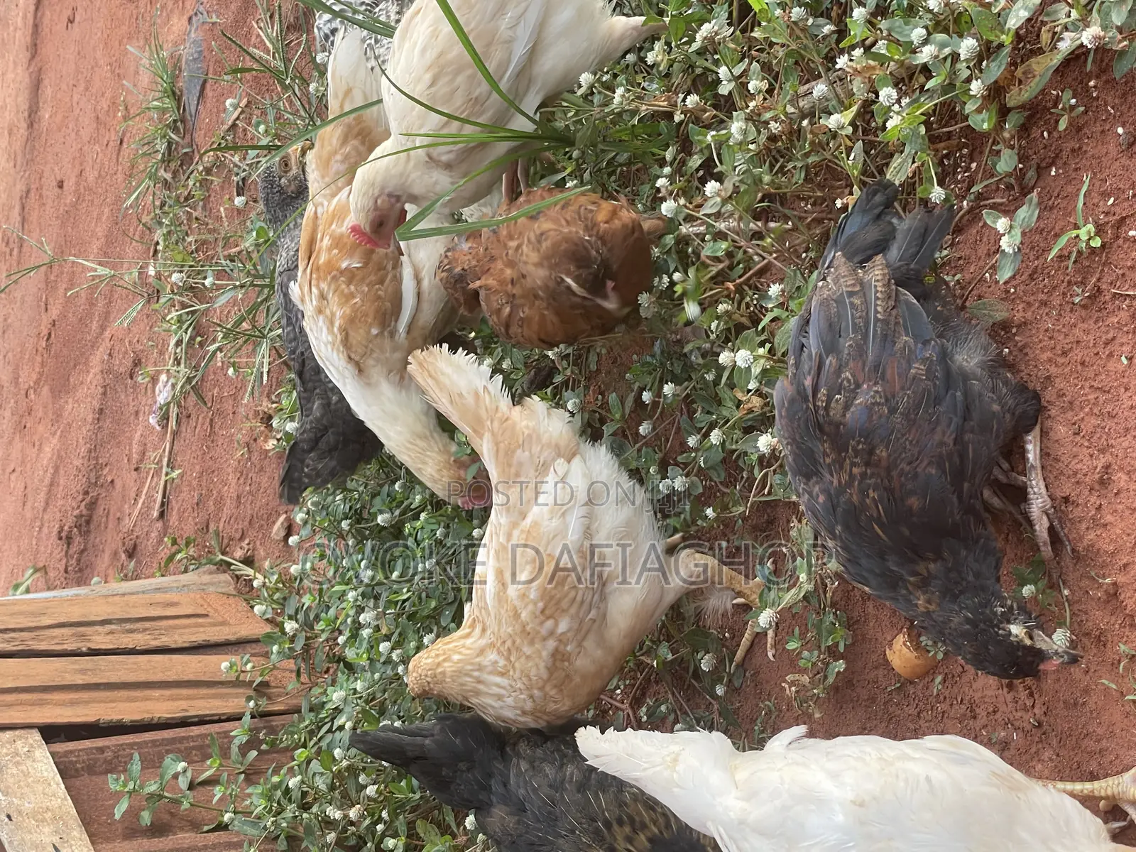 Fulani Chicken