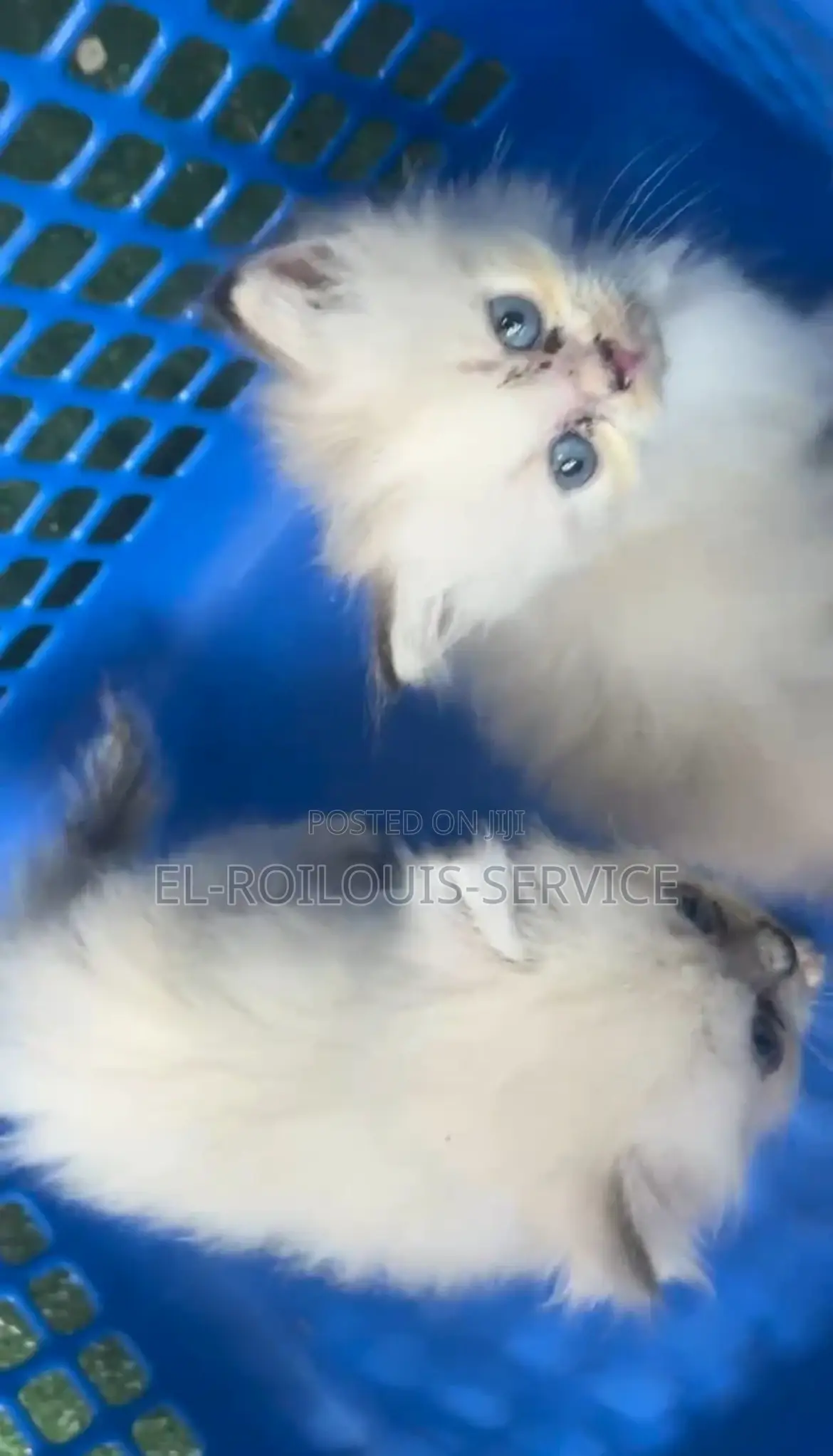 1-3 months Female Purebred Persian