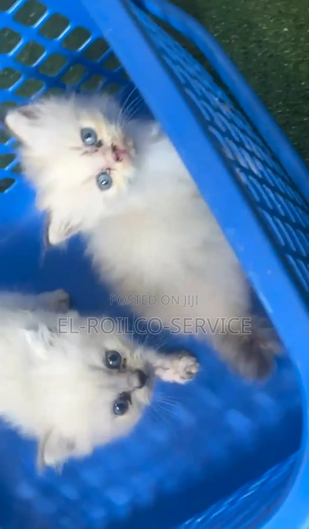 1-3 months Female Purebred Persian