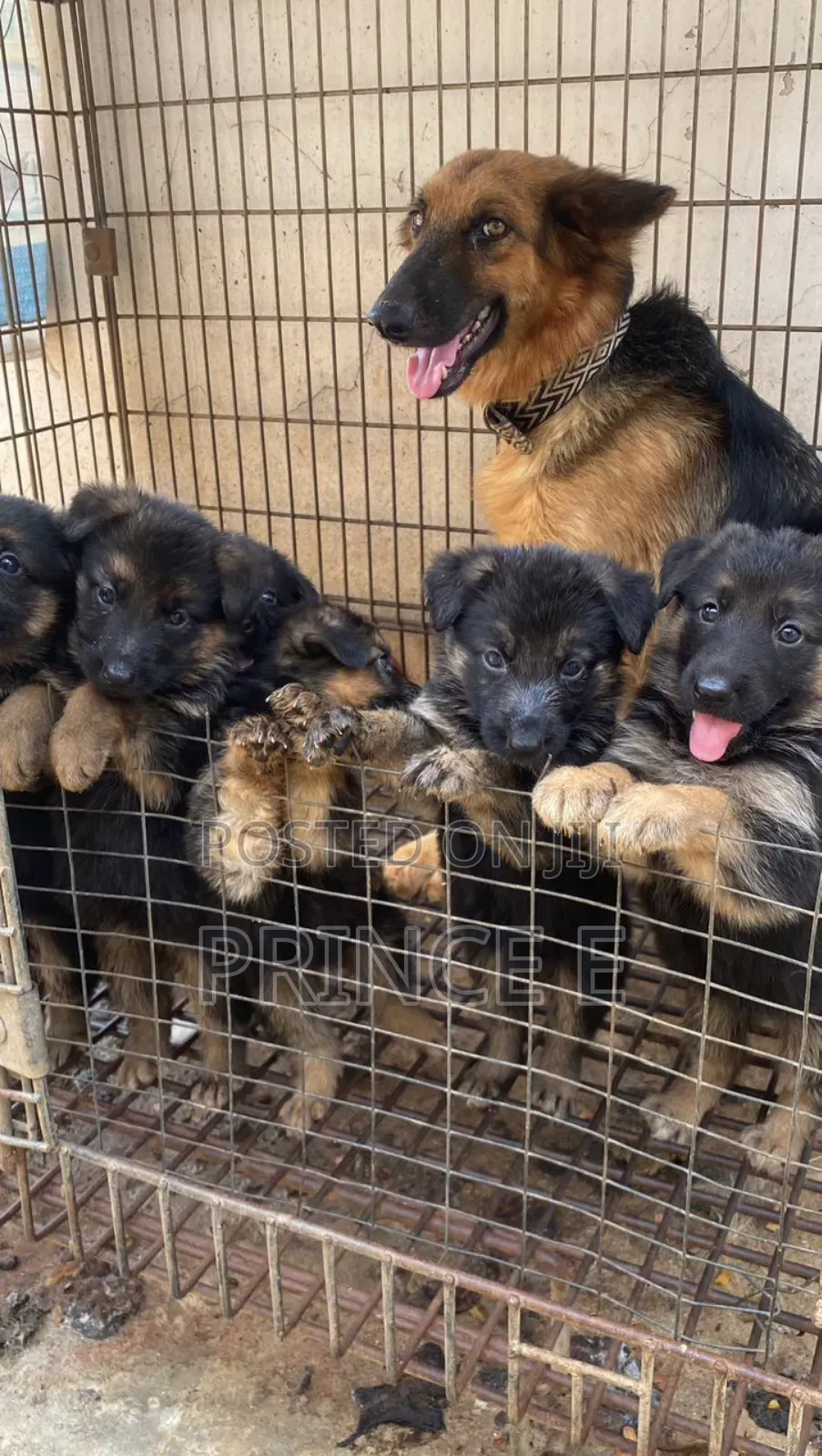 1-3 months Male Purebred German Shepherd