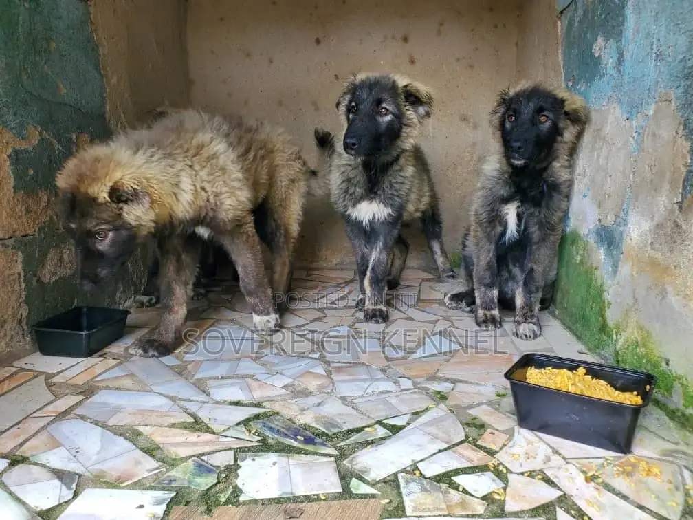 1-3 months Male Purebred Caucasian Shepherd