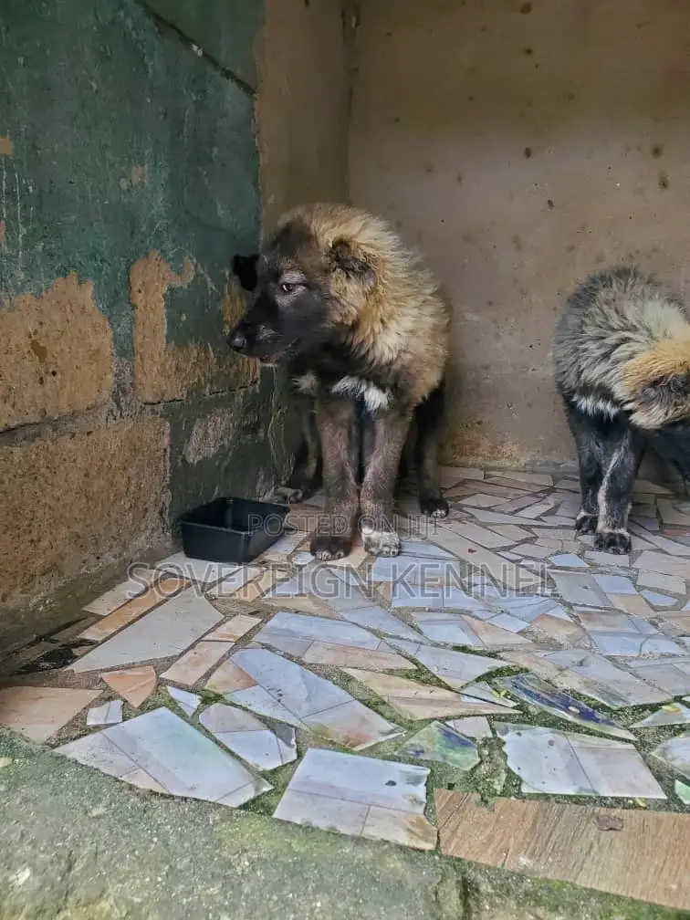 1-3 months Male Purebred Caucasian Shepherd